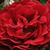 Rouge - Rosiers polyantha - Draga™